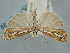  (Catoptria corsicellus - BGE_ZSM_LEP_1199)  @11 [ ] by-nc-sa (2024) SNSB, Staatliche Naturwissenschaftliche Sammlungen Bayerns ZSM (SNSB, Zoologische Staatssammlung Muenchen)