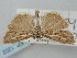  (Catoptria hannemanni - BGE_ZSM_LEP_1202)  @11 [ ] by-nc-sa (2024) SNSB, Staatliche Naturwissenschaftliche Sammlungen Bayerns ZSM (SNSB, Zoologische Staatssammlung Muenchen)