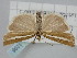  (Catoptria radiella - BGE_ZSM_LEP_1206)  @11 [ ] by-nc-sa (2024) SNSB, Staatliche Naturwissenschaftliche Sammlungen Bayerns ZSM (SNSB, Zoologische Staatssammlung Muenchen)