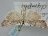  (Catoptria olympica - BGE_ZSM_LEP_1213)  @11 [ ] by-nc-sa (2024) SNSB, Staatliche Naturwissenschaftliche Sammlungen Bayerns ZSM (SNSB, Zoologische Staatssammlung Muenchen)