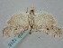  ( - BGE_ZSM_LEP_1215)  @11 [ ] by-nc-sa (2024) SNSB, Staatliche Naturwissenschaftliche Sammlungen Bayerns ZSM (SNSB, Zoologische Staatssammlung Muenchen)