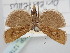  (Catoptria orientellus - BGE_ZSM_LEP_1216)  @11 [ ] by-nc-sa (2024) SNSB, Staatliche Naturwissenschaftliche Sammlungen Bayerns ZSM (SNSB, Zoologische Staatssammlung Muenchen)