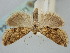  ( - BGE_ZSM_LEP_1244)  @11 [ ] by-nc-sa (2024) SNSB, Staatliche Naturwissenschaftliche Sammlungen Bayerns ZSM (SNSB, Zoologische Staatssammlung Muenchen)