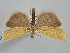  ( - BGE_ZSM_LEP_1337)  @11 [ ] by-nc-sa (2024) SNSB, Staatliche Naturwissenschaftliche Sammlungen Bayerns ZSM (SNSB, Zoologische Staatssammlung Muenchen)