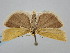  ( - BGE_ZSM_LEP_1338)  @11 [ ] by-nc-sa (2024) SNSB, Staatliche Naturwissenschaftliche Sammlungen Bayerns ZSM (SNSB, Zoologische Staatssammlung Muenchen)