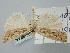  ( - BGE_ZSM_LEP_1345)  @11 [ ] by-nc-sa (2024) SNSB, Staatliche Naturwissenschaftliche Sammlungen Bayerns ZSM (SNSB, Zoologische Staatssammlung Muenchen)