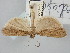  ( - BGE_ZSM_LEP_1355)  @11 [ ] by-nc-sa (2024) SNSB, Staatliche Naturwissenschaftliche Sammlungen Bayerns ZSM (SNSB, Zoologische Staatssammlung Muenchen)