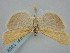  ( - BGE_ZSM_LEP_1359)  @11 [ ] by-nc-sa (2024) SNSB, Staatliche Naturwissenschaftliche Sammlungen Bayerns ZSM (SNSB, Zoologische Staatssammlung Muenchen)