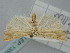  (Xanthocrambus delicatellus - BGE_ZSM_LEP_1386)  @11 [ ] by-nc-sa (2024) SNSB, Staatliche Naturwissenschaftliche Sammlungen Bayerns ZSM (SNSB, Zoologische Staatssammlung Muenchen)