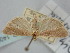  (Ancylosis delicatella - BGE_ZSM_LEP_1406)  @11 [ ] by-nc-sa (2024) SNSB, Staatliche Naturwissenschaftliche Sammlungen Bayerns ZSM (SNSB, Zoologische Staatssammlung Muenchen)