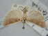  ( - BGE_ZSM_LEP_1413)  @11 [ ] by-nc-sa (2024) SNSB, Staatliche Naturwissenschaftliche Sammlungen Bayerns ZSM (SNSB, Zoologische Staatssammlung Muenchen)
