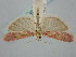  ( - BGE_ZSM_LEP_1415)  @11 [ ] by-nc-sa (2024) SNSB, Staatliche Naturwissenschaftliche Sammlungen Bayerns ZSM (SNSB, Zoologische Staatssammlung Muenchen)