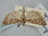  (Ancylosis imitella - BGE_ZSM_LEP_1416)  @11 [ ] by-nc-sa (2024) SNSB, Staatliche Naturwissenschaftliche Sammlungen Bayerns ZSM (SNSB, Zoologische Staatssammlung Muenchen)