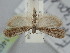  ( - BGE_ZSM_LEP_1462)  @11 [ ] by-nc-sa (2024) SNSB, Staatliche Naturwissenschaftliche Sammlungen Bayerns ZSM (SNSB, Zoologische Staatssammlung Muenchen)