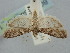  ( - BGE_ZSM_LEP_1463)  @11 [ ] by-nc-sa (2024) SNSB, Staatliche Naturwissenschaftliche Sammlungen Bayerns ZSM (SNSB, Zoologische Staatssammlung Muenchen)