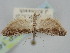  ( - BGE_ZSM_LEP_1464)  @11 [ ] by-nc-sa (2024) SNSB, Staatliche Naturwissenschaftliche Sammlungen Bayerns ZSM (SNSB, Zoologische Staatssammlung Muenchen)