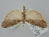  ( - BGE_ZSM_LEP_1471)  @11 [ ] by-nc-sa (2024) SNSB, Staatliche Naturwissenschaftliche Sammlungen Bayerns ZSM (SNSB, Zoologische Staatssammlung Muenchen)