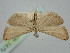  ( - BGE_ZSM_LEP_1479)  @11 [ ] by-nc-sa (2024) SNSB, Staatliche Naturwissenschaftliche Sammlungen Bayerns ZSM (SNSB, Zoologische Staatssammlung Muenchen)