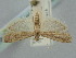  ( - BGE_ZSM_LEP_1491)  @11 [ ] by-nc-sa (2024) SNSB, Staatliche Naturwissenschaftliche Sammlungen Bayerns ZSM (SNSB, Zoologische Staatssammlung Muenchen)