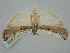  ( - BGE_ZSM_LEP_1496)  @11 [ ] by-nc-sa (2024) SNSB, Staatliche Naturwissenschaftliche Sammlungen Bayerns ZSM (SNSB, Zoologische Staatssammlung Muenchen)