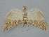  ( - BGE_ZSM_LEP_1521)  @11 [ ] by-nc-sa (2024) SNSB, Staatliche Naturwissenschaftliche Sammlungen Bayerns ZSM (SNSB, Zoologische Staatssammlung Muenchen)