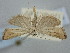  ( - BGE_ZSM_LEP_1546)  @11 [ ] by-nc-sa (2024) SNSB, Staatliche Naturwissenschaftliche Sammlungen Bayerns ZSM (SNSB, Zoologische Staatssammlung Muenchen)