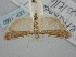  ( - BGE_ZSM_LEP_1560)  @11 [ ] by-nc-sa (2024) SNSB, Staatliche Naturwissenschaftliche Sammlungen Bayerns ZSM (SNSB, Zoologische Staatssammlung Muenchen)