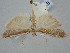  ( - BGE_ZSM_LEP_1561)  @11 [ ] by-nc-sa (2024) SNSB, Staatliche Naturwissenschaftliche Sammlungen Bayerns ZSM (SNSB, Zoologische Staatssammlung Muenchen)