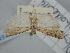  ( - BGE_ZSM_LEP_1577)  @11 [ ] by-nc-sa (2024) SNSB, Staatliche Naturwissenschaftliche Sammlungen Bayerns ZSM (SNSB, Zoologische Staatssammlung Muenchen)