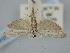  ( - BGE_ZSM_LEP_1584)  @11 [ ] by-nc-sa (2024) SNSB, Staatliche Naturwissenschaftliche Sammlungen Bayerns ZSM (SNSB, Zoologische Staatssammlung Muenchen)