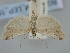  ( - BGE_ZSM_LEP_1585)  @11 [ ] by-nc-sa (2024) SNSB, Staatliche Naturwissenschaftliche Sammlungen Bayerns ZSM (SNSB, Zoologische Staatssammlung Muenchen)