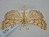  ( - BGE_ZSM_LEP_1623)  @11 [ ] by-nc-sa (2024) SNSB, Staatliche Naturwissenschaftliche Sammlungen Bayerns ZSM (SNSB, Zoologische Staatssammlung Muenchen)