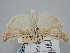  ( - BGE_ZSM_LEP_1626)  @11 [ ] by-nc-sa (2024) SNSB, Staatliche Naturwissenschaftliche Sammlungen Bayerns ZSM (SNSB, Zoologische Staatssammlung Muenchen)