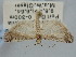  ( - BGE_ZSM_LEP_1631)  @11 [ ] by-nc-sa (2024) SNSB, Staatliche Naturwissenschaftliche Sammlungen Bayerns ZSM (SNSB, Zoologische Staatssammlung Muenchen)