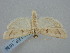  ( - BGE_ZSM_LEP_1639)  @11 [ ] by-nc-sa (2024) SNSB, Staatliche Naturwissenschaftliche Sammlungen Bayerns ZSM (SNSB, Zoologische Staatssammlung Muenchen)