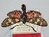  (Zygaena occitanica vartianae - BGE_ZSM_LEP_1745)  @11 [ ] by-nc-sa (2024) SNSB, Staatliche Naturwissenschaftliche Sammlungen Bayerns ZSM (SNSB, Zoologische Staatssammlung Muenchen)