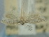  ( - BGE_ZSM_LEP_1788)  @11 [ ] by-nc-sa (2024) SNSB, Staatliche Naturwissenschaftliche Sammlungen Bayerns ZSM (SNSB, Zoologische Staatssammlung Muenchen)
