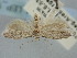  (Amselina emir - BGE_ZSM_LEP_1792)  @11 [ ] by-nc-sa (2024) SNSB, Staatliche Naturwissenschaftliche Sammlungen Bayerns ZSM (SNSB, Zoologische Staatssammlung Muenchen)