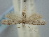  ( - BGE_ZSM_LEP_1795)  @11 [ ] by-nc-sa (2024) SNSB, Staatliche Naturwissenschaftliche Sammlungen Bayerns ZSM (SNSB, Zoologische Staatssammlung Muenchen)