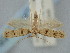  ( - BGE_ZSM_LEP_1801)  @11 [ ] by-nc-sa (2024) SNSB, Staatliche Naturwissenschaftliche Sammlungen Bayerns ZSM (SNSB, Zoologische Staatssammlung Muenchen)