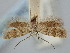  ( - BGE_ZSM_LEP_1809)  @11 [ ] by-nc-sa (2024) SNSB, Staatliche Naturwissenschaftliche Sammlungen Bayerns ZSM (SNSB, Zoologische Staatssammlung Muenchen)