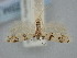  ( - BGE_ZSM_LEP_1815)  @11 [ ] by-nc-sa (2024) SNSB, Staatliche Naturwissenschaftliche Sammlungen Bayerns ZSM (SNSB, Zoologische Staatssammlung Muenchen)
