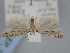  ( - BGE_ZSM_LEP_1837)  @11 [ ] by-nc-sa (2024) SNSB, Staatliche Naturwissenschaftliche Sammlungen Bayerns ZSM (SNSB, Zoologische Staatssammlung Muenchen)