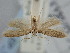  (Pantacordis pales - BGE_ZSM_LEP_1857)  @11 [ ] by-nc-sa (2024) SNSB, Staatliche Naturwissenschaftliche Sammlungen Bayerns ZSM (SNSB, Zoologische Staatssammlung Muenchen)