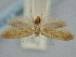  ( - BGE_ZSM_LEP_1861)  @11 [ ] by-nc-sa (2024) SNSB, Staatliche Naturwissenschaftliche Sammlungen Bayerns ZSM (SNSB, Zoologische Staatssammlung Muenchen)