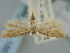 (Pantacordis pantsa - BGE_ZSM_LEP_1863)  @11 [ ] by-nc-sa (2024) SNSB, Staatliche Naturwissenschaftliche Sammlungen Bayerns ZSM (SNSB, Zoologische Staatssammlung Muenchen)
