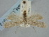  (Symmoca latiusculella - BGE_ZSM_LEP_1873)  @11 [ ] by-nc-sa (2024) SNSB, Staatliche Naturwissenschaftliche Sammlungen Bayerns ZSM (SNSB, Zoologische Staatssammlung Muenchen)