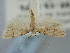  ( - BGE_ZSM_LEP_1886)  @11 [ ] by-nc-sa (2024) SNSB, Staatliche Naturwissenschaftliche Sammlungen Bayerns ZSM (SNSB, Zoologische Staatssammlung Muenchen)