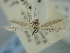  ( - BGE_ZSM_LEP_1967)  @11 [ ] by-nc-sa (2024) SNSB, Staatliche Naturwissenschaftliche Sammlungen Bayerns ZSM (SNSB, Zoologische Staatssammlung Muenchen)