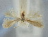  ( - BGE_ZSM_LEP_2018)  @11 [ ] by-nc-sa (2024) SNSB, Staatliche Naturwissenschaftliche Sammlungen Bayerns ZSM (SNSB, Zoologische Staatssammlung Muenchen)